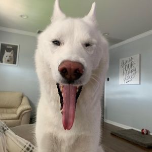 Meet your Posher, Connor